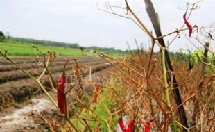 ANOMALI CUACA : 7 Hektare Tanaman Cabai Keriting di Bantul Rusak  