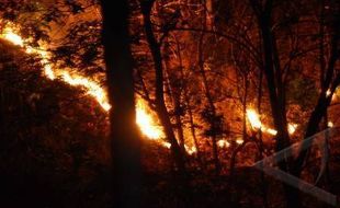 Hutan Rakyat di Wonogiri Rawan Terbakar, Warga Dilarang Bakar Sampah