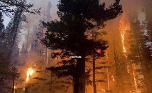 6 Hari, Kebakaran Hutan California Tewaskan 40 Orang