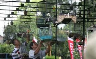 2.500 Burung Berkicau Berebut Gelar 'Maharaja'