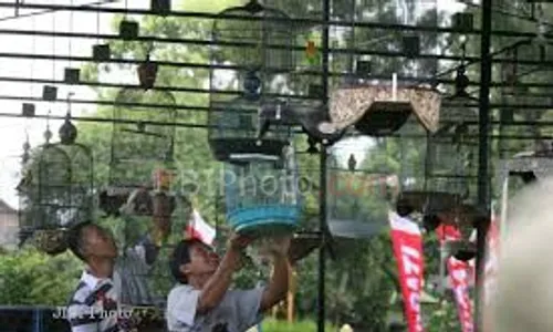 2.500 Burung Berkicau Berebut Gelar 'Maharaja'