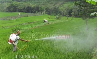 Petani Pandak Khawatirkan Hama Wereng