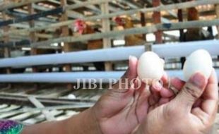 HARGA KEBUTUHAN POKOK : Telur Ayam Capai Rp19.000 Per Kilogram