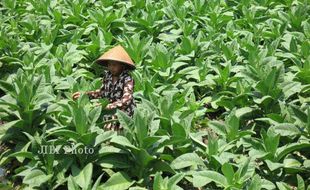 Petani Tembakau di Sleman Tolak Kenaikan Cukai Rokok