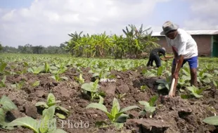  Curah Hujan Tinggi, Petani di Sleman Enggan Tanami Semua Lahannya Dengan Tembakau 