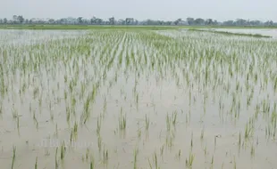 LAHAN PERTANIAN RUSAK : 27 Ha Sawah di Sukoharjo Terendam Air