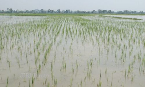 Banjir, Bawang Merah di Bantul Rusak