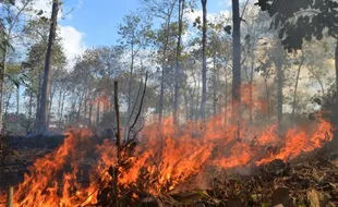 KEBAKARAN HUTAN