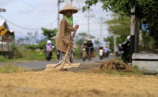 PEMISAHAN GABAH DAN PADI