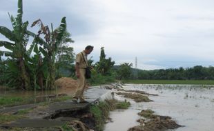 Hujan Deras, 380 Hektare Sawah di Sukoharjo Terendam Banjir