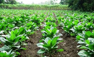  PETANI TEMBAKAU Boyolali Tahan Harga