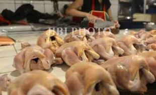 HARGA KEBUTUHAN POKOK : Harga Daging Ayam Turun