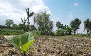 PERTANIAN GUNUNGKIDUL : Ribuan Batang Tembakau Terjangkit Virus, Petani Merugi