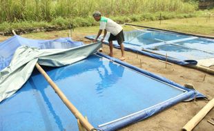 Hujan Turun, Petani Garam Kelimpungan