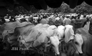 Harga Jual Sapi dan Kambing Diprediksi Masih Tinggi hingga Bulan Depan