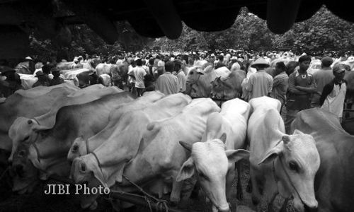 PETERNAKAN JOGJA : Populasi Sapi Digelontor Rp1,1 Trilyun