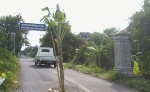 JALAN BERLUBANG DITANAMI POHON PISANG