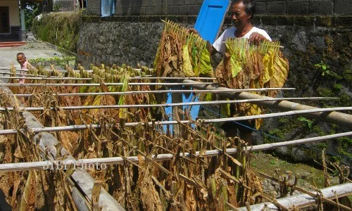 INDUSTRI JATIM : Industri Tembakau Tahan Pertumbuhan IKM Jatim