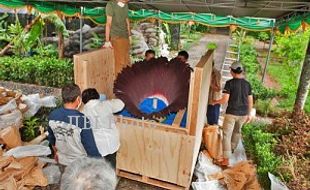  Koleksi Tumbuhan Kebun Raya Bogor Dibukukan