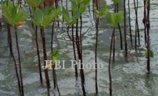 PANTAI SELATAN BANTUL : Pengembangan Mangrove di Baros Terkendala Sampah