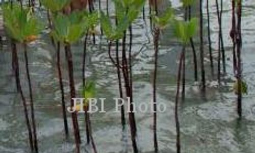 Mahasiswa UPN Veteran Jogja Tanam Mangrove di Pantai Baros Bantul