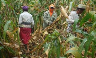  ANOMALI CUACA : Kualitas Jagung di Tulung Klaten Turun