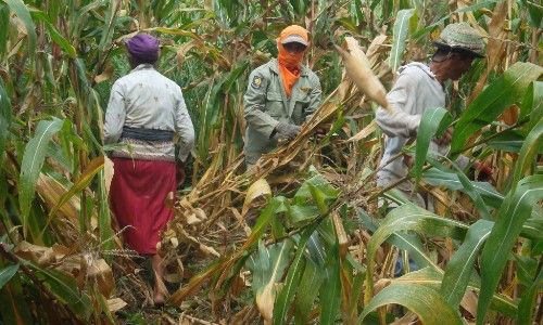  ANOMALI CUACA : Kualitas Jagung di Tulung Klaten Turun