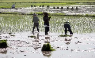 PERTANIAN WONOGIRI : Pendistribusian Kartu Tani Ditargetkan Rampung Akhir Maret 2017