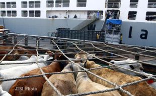 SAPI IMPOR : Impor Sapi Via Tanjung Intan Terus Meningkat