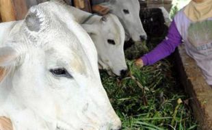 LEBARAN 2016 : Permintaan Sapi di Boyolali Masih Sepi