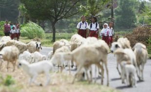 KURIKULUM 2013 : Dianggap Belum Matang, Sekolah Tunda Penerapan