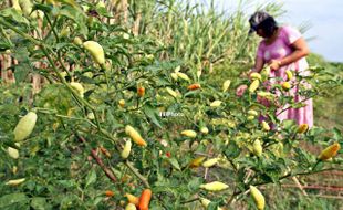 PERTANIAN MAGETAN : Tanaman Cabai Diserang Lalat Buah dan Ulat, Petani Merugi