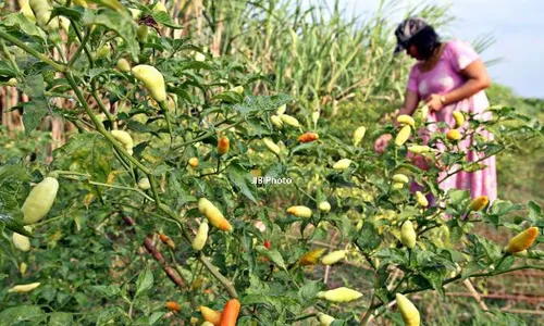 HARGA KEBUTUHAN POKOK : Belum Panen Raya, Harga Cabai di Jogja Sudah Anjlok