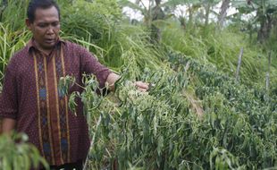 Harga Cabai Hanya Rp4.000 per Kilogram, Petani Kulonprogo Kecewa