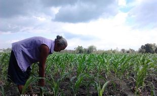 Hujan, Ini Keuntungan dan Kerugian Petani di Gunungkidul