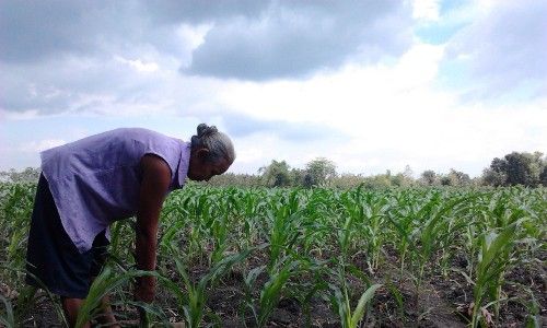 Hujan, Ini Keuntungan dan Kerugian Petani di Gunungkidul