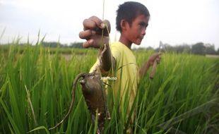 Hama Tikus Serang Puluhan Hektare Lahan