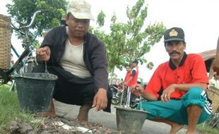 SERANGAN HAMA : 220 Hektare Sawah Diserang Tikus