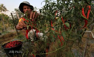 MEMANEN CABE MERAH KERITING