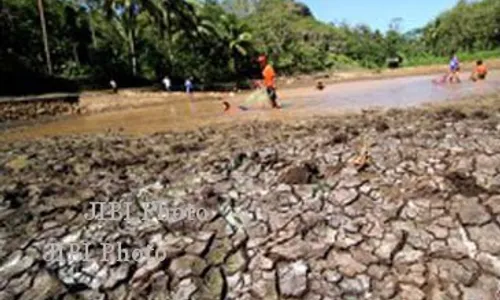 KEMARAU 2015 : Puluhan Ribu Hektare Sawah di Jatim Kekeringan