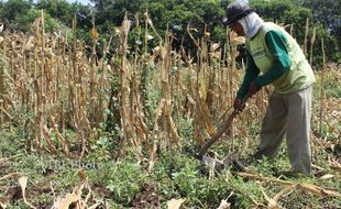  HAMA TIKUS : Serangan Tikus Meluas ke Tanaman Jagung