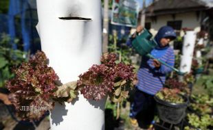 Dinas Pertanian Tingkatkan Jumlah Petani Tanaman Organik