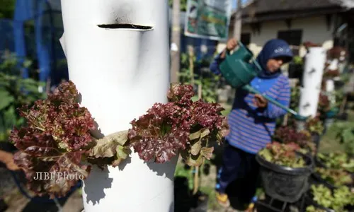 Dinas Pertanian Tingkatkan Jumlah Petani Tanaman Organik