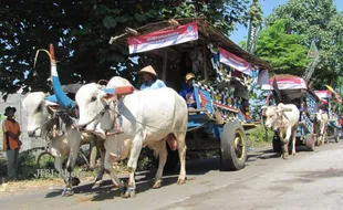 PAWAI GEROBAK SAPI : Besok, 50 Gerobak Sapi akan Pawai Keliling Candi Prambanan