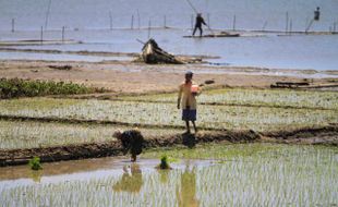 Intensitas Hujan Masih Rendah, Petani Boyolali Diminta Tunda Masa Tanam