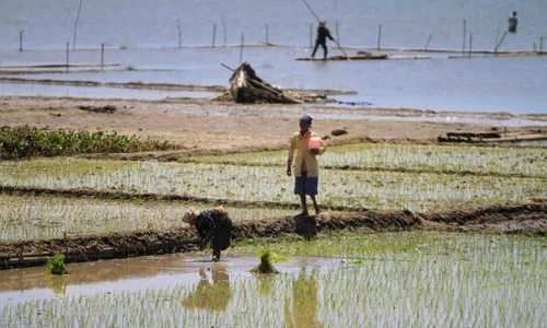 Intensitas Hujan Masih Rendah, Petani Boyolali Diminta Tunda Masa Tanam