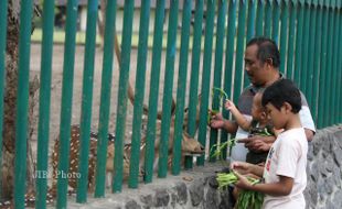 PENANGKARAN RUSA PRAMBANAN