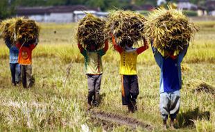 PANEN PADI WONOGIRI : Minim Air dan Diserang Tikus, Petani Selogiri Tetap Panen