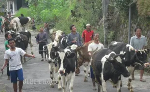  Hari Ini, Warga Sruni  Boyolali Gelar Bakda Sapi