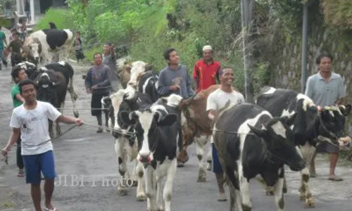  Hari Ini, Warga Sruni  Boyolali Gelar Bakda Sapi